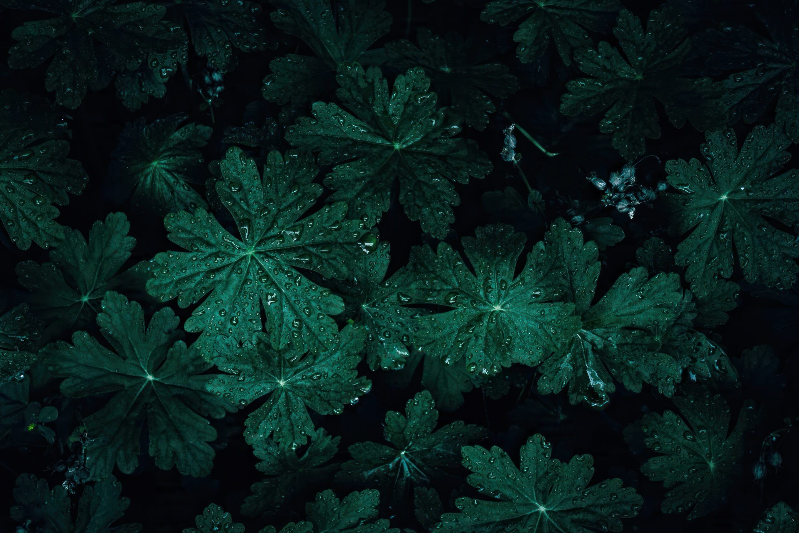 background-x